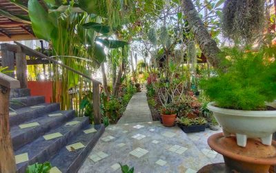 Why You Should Choose the Best Homestay in Chiang Mai