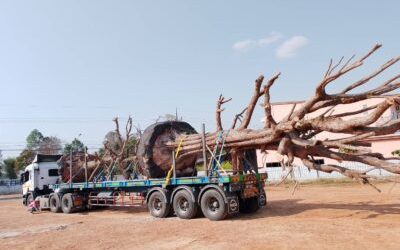 บริการรถเทรลเลอร์กรุงเทพ เลือกอย่างไรให้ตอบโจทย์งานขนส่งขนาดใหญ่และลดความเสี่ยงทางธุรกิจ